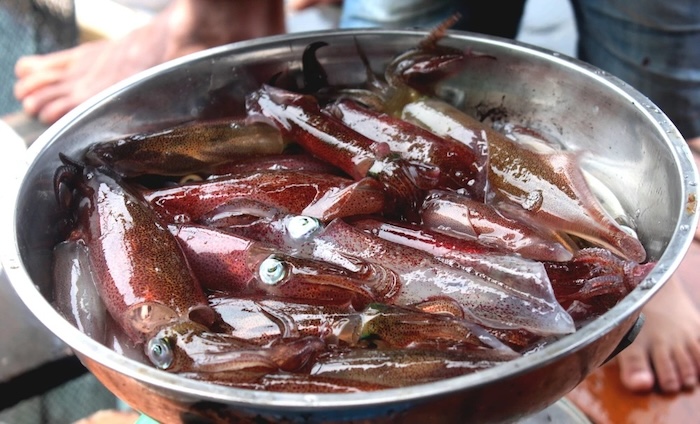 mực nhảy Vũng Áng