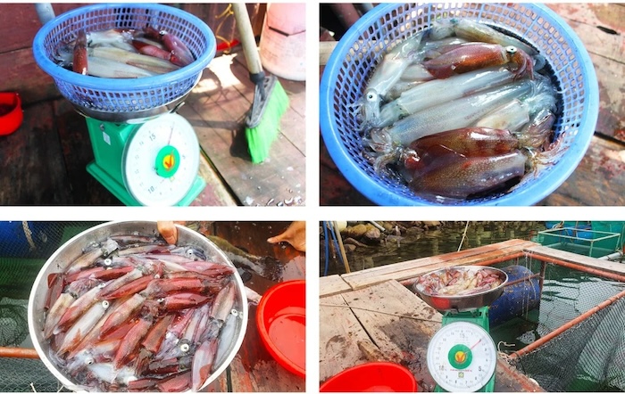 mực nhảy Vũng Áng