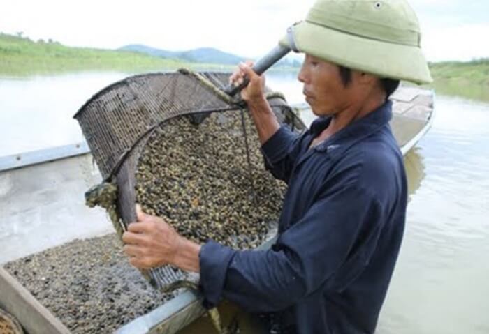 Hến sông La