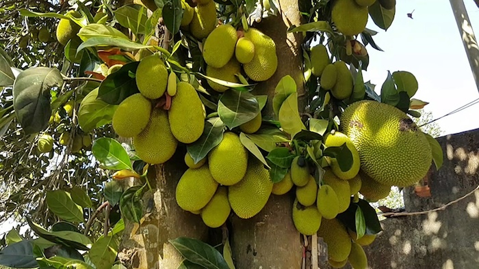 nhút mít Hương Sơn